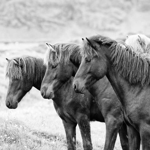 BandW Horses X Black Ornate Wood Framed Art Print with Double Matting by PHBurchett