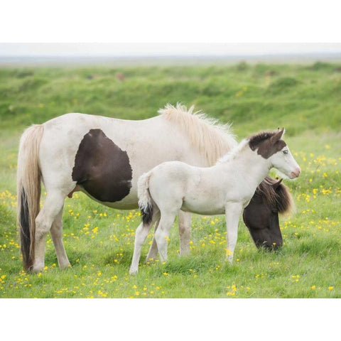 Grassland Horses I White Modern Wood Framed Art Print by PHBurchett