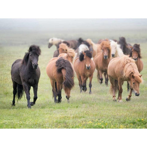 Grassland Horses II Black Modern Wood Framed Art Print by PHBurchett