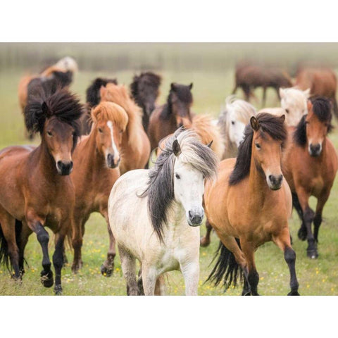 Grassland Horses III White Modern Wood Framed Art Print by PHBurchett