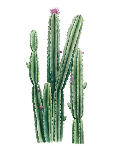 Desert Blooms II White Modern Wood Framed Art Print with Double Matting by Popp, Grace