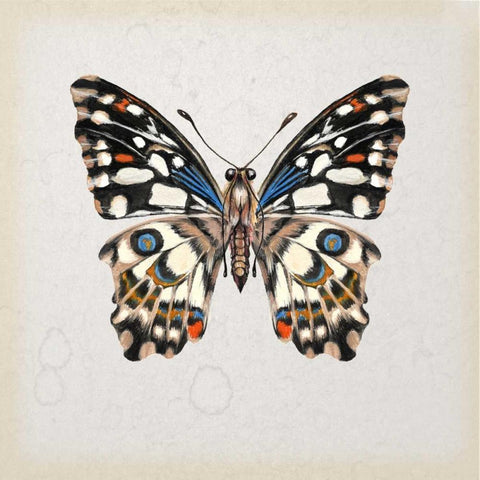 Butterfly Study II Gold Ornate Wood Framed Art Print with Double Matting by Wang, Melissa