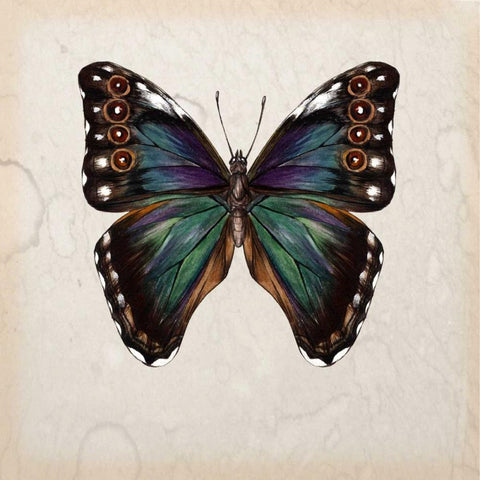 Butterfly Study III White Modern Wood Framed Art Print by Wang, Melissa