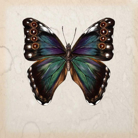 Butterfly Study III Black Ornate Wood Framed Art Print with Double Matting by Wang, Melissa