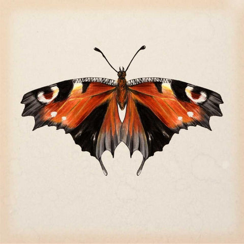 Butterfly Study V White Modern Wood Framed Art Print by Wang, Melissa