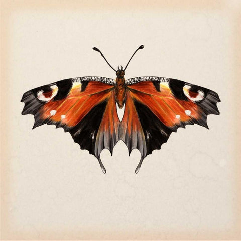 Butterfly Study V Black Modern Wood Framed Art Print with Double Matting by Wang, Melissa