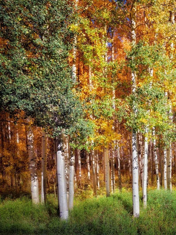 Aspen Glen I White Modern Wood Framed Art Print with Double Matting by Drost, David