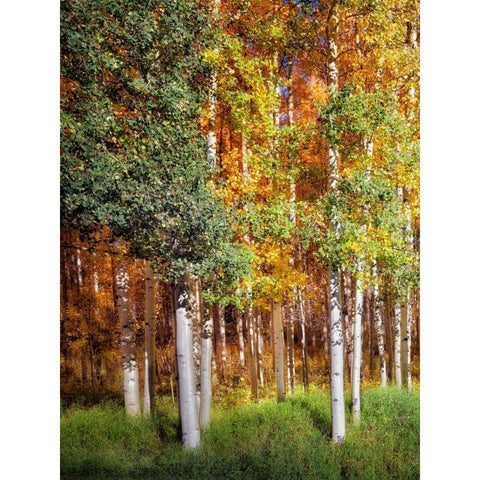 Aspen Glen I Black Modern Wood Framed Art Print by Drost, David