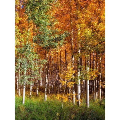 Aspen Glen II Gold Ornate Wood Framed Art Print with Double Matting by Drost, David