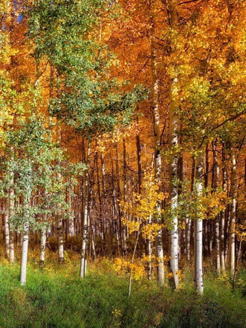 Aspen Glen II White Modern Wood Framed Art Print with Double Matting by Drost, David