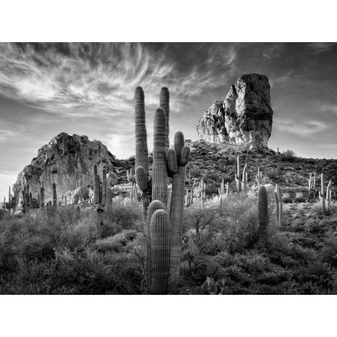 BandW Desert View I Gold Ornate Wood Framed Art Print with Double Matting by Drost, David