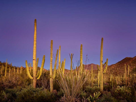 Cacti View I White Modern Wood Framed Art Print with Double Matting by Drost, David