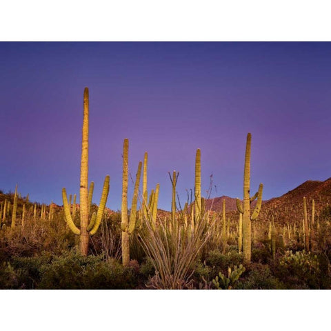 Cacti View I White Modern Wood Framed Art Print by Drost, David