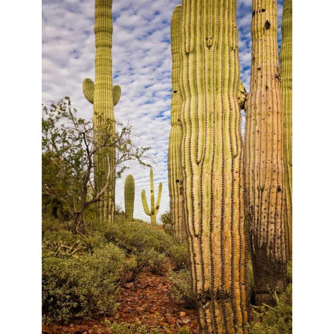 Cacti View IV Gold Ornate Wood Framed Art Print with Double Matting by Drost, David