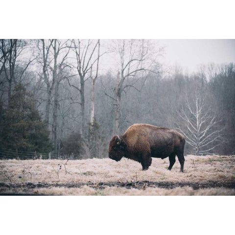 Solitary Bison I Black Modern Wood Framed Art Print with Double Matting by Mead, Adam