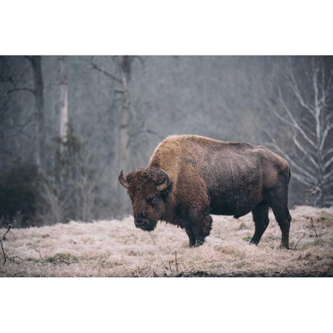 Solitary Bison II White Modern Wood Framed Art Print by Mead, Adam