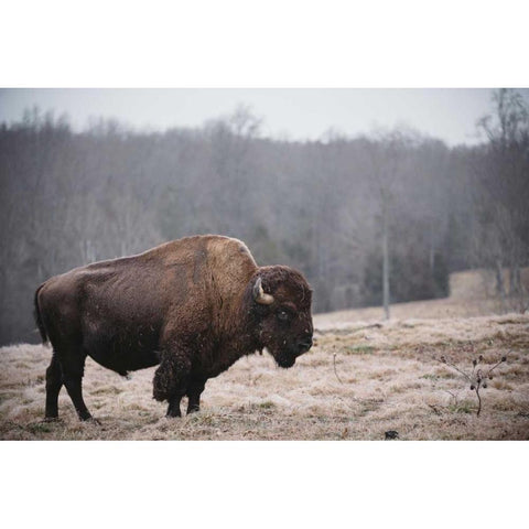 Solitary Bison III Black Modern Wood Framed Art Print by Mead, Adam