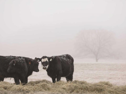 Farm Study I Black Ornate Wood Framed Art Print with Double Matting by Mead, Adam