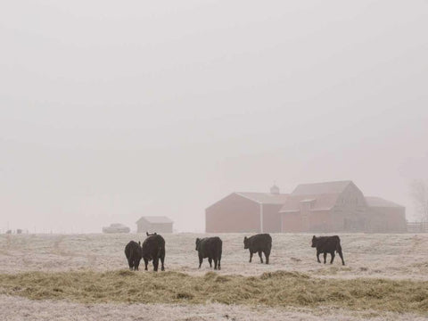 Farm Study IV White Modern Wood Framed Art Print with Double Matting by Mead, Adam