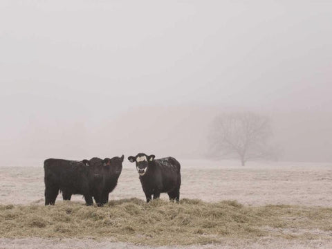 Farm Study V White Modern Wood Framed Art Print with Double Matting by Mead, Adam