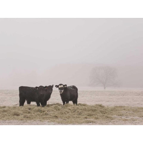 Farm Study V Black Modern Wood Framed Art Print with Double Matting by Mead, Adam