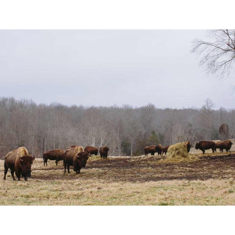 Farm Study VI Black Modern Wood Framed Art Print with Double Matting by Mead, Adam