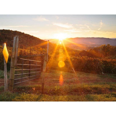 Farm Study VII Black Modern Wood Framed Art Print by Mead, Adam