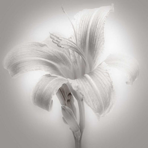 Tiger Lily II Gold Ornate Wood Framed Art Print with Double Matting by McLoughlin, James