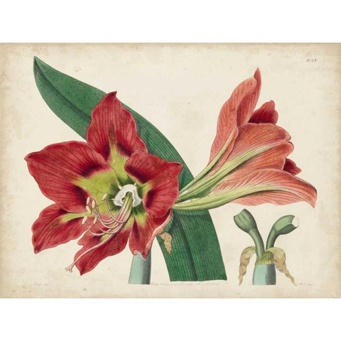 Amaryllis Splendor I Gold Ornate Wood Framed Art Print with Double Matting by Curtis