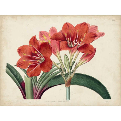 Amaryllis Splendor II Black Modern Wood Framed Art Print with Double Matting by Curtis