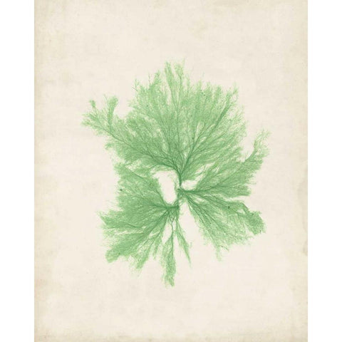 Peridot Seaweed III White Modern Wood Framed Art Print by Vision Studio