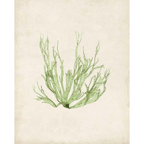 Peridot Seaweed IV Black Modern Wood Framed Art Print with Double Matting by Vision Studio