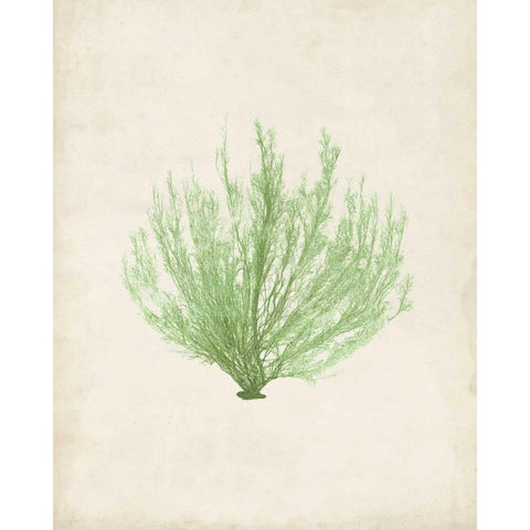 Peridot Seaweed VI White Modern Wood Framed Art Print by Vision Studio