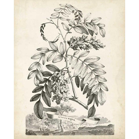 Scenic Botanical I Gold Ornate Wood Framed Art Print with Double Matting by Munting, Abraham