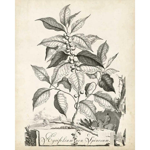 Scenic Botanical III Black Modern Wood Framed Art Print by Munting, Abraham