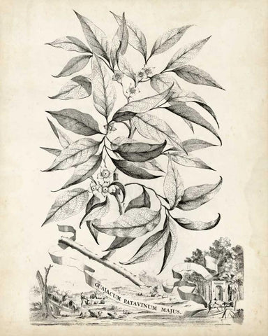 Scenic Botanical IV Black Ornate Wood Framed Art Print with Double Matting by Munting, Abraham