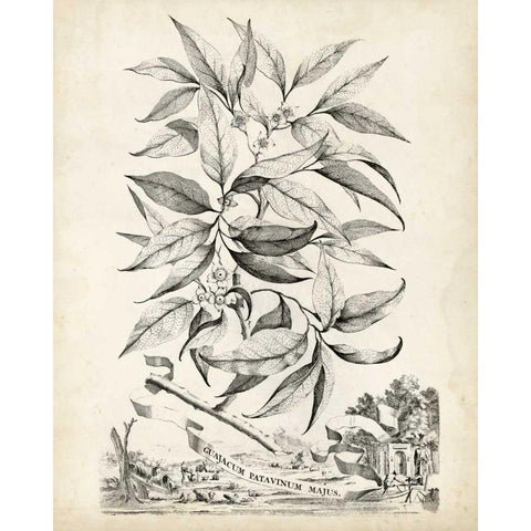 Scenic Botanical IV Gold Ornate Wood Framed Art Print with Double Matting by Munting, Abraham