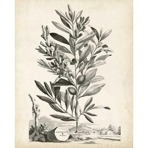 Scenic Botanical VI Black Modern Wood Framed Art Print by Munting, Abraham