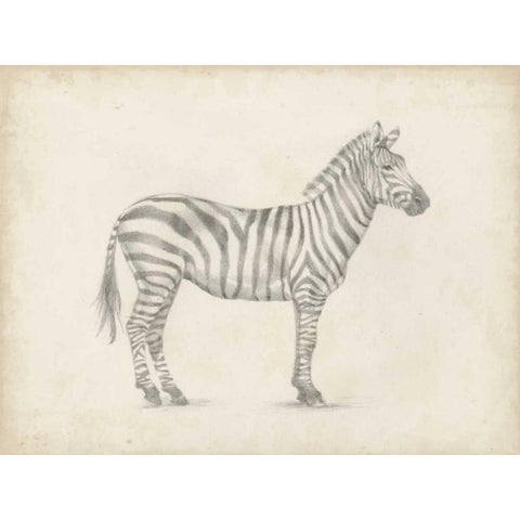 Zebra Sketch White Modern Wood Framed Art Print by Harper, Ethan