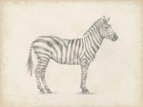 Zebra Sketch Black Ornate Wood Framed Art Print with Double Matting by Harper, Ethan