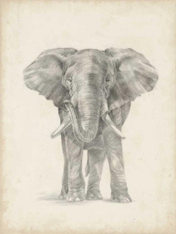 Elephant Sketch II White Modern Wood Framed Art Print with Double Matting by Harper, Ethan