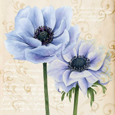 Elegant Anemone I White Modern Wood Framed Art Print by Popp, Grace