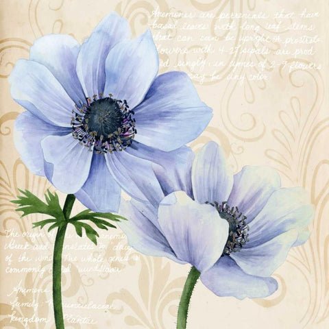 Elegant Anemone II White Modern Wood Framed Art Print with Double Matting by Popp, Grace