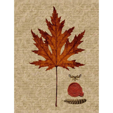 Autumn Leaf I Black Modern Wood Framed Art Print with Double Matting by Lloyd, Sandy