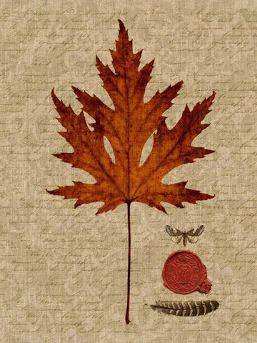 Autumn Leaf I White Modern Wood Framed Art Print with Double Matting by Lloyd, Sandy