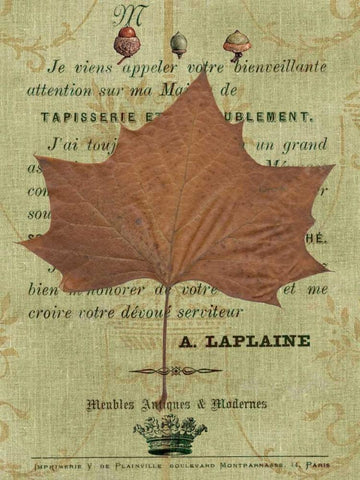 Autumn Leaf II Black Ornate Wood Framed Art Print with Double Matting by Lloyd, Sandy