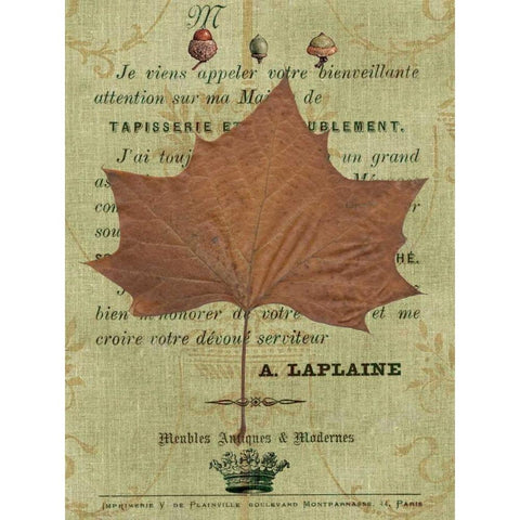 Autumn Leaf II Black Modern Wood Framed Art Print with Double Matting by Lloyd, Sandy