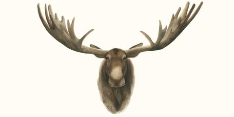 Moose Bust White Modern Wood Framed Art Print with Double Matting by Popp, Grace