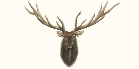 Elk Bust Black Ornate Wood Framed Art Print with Double Matting by Popp, Grace