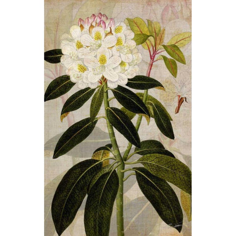 Rhododendron I Black Modern Wood Framed Art Print with Double Matting by Butler, John